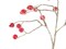 41" Iced Berry Spray – Artificial Decorative Berry Stems, Frosted Holiday Décor, Set of 6